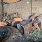 شنانير او بمسمياته القهد