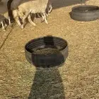 44 رخال حريات في جدة