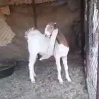 تيس مشروك