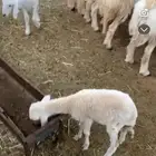 سلام عليكم اعرض لكم داغور رخل شرط يدغر ياكل برسيم وكلشي