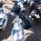 للبيع بط بح مصري