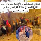 صيصان دجاج سعره 2  بس الموقع طبرجل ليفوتكم العرض