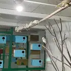 مشروع طيور كامل