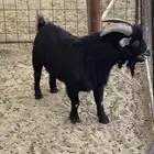 البيع تيس ثني قزم