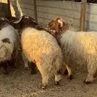 جذعان نعيمي نعيم بلدي ضهر وطرف وجرم