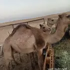 قعود مفرود طيب