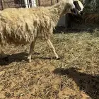 نعيميه رباعيه