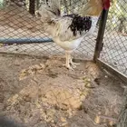 ديك لوهمان براون