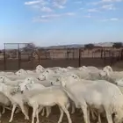 رخال حريات حرش صنف دفيع