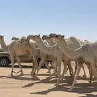 ذود ابل وضح ككفو وطيبه للبيع