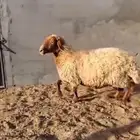 للبيع نعجة دفع شهرين ونص على السوم السند صفاء