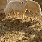 3 كلش خروف حري تربية مزرعه جنوب المدينه90كلو
