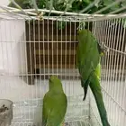 بغبغاء الدره