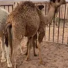 للبيع قعود طيب عمره 9 شهور على حليب أمه