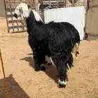 رخال نجد ضحايا( تم البيع)