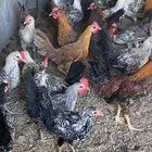 ديكه للبيع