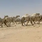ابل ذود وضح ككفو وطيبه للبيع