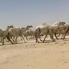 ابل ذود وضح ككفو وطيبه واشباب للبيع