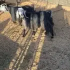 معزا بفحلها