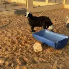 خروف نجدي