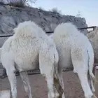 قعدان