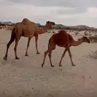 خلفه