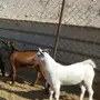 تيوس محايل عسير