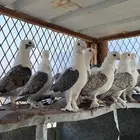 مطلوب حمام رماني مستعجل