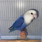 طير روز وليف