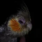 عينه فجاءه صارت كذا الي يعرف السبب يتواصل معي تكفون