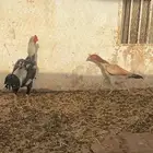 دجاج شامو