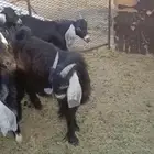 بيع تيوس