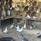 حمام منتج