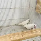 ثلاثه ازواج روز البينو