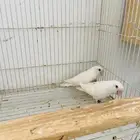 روز