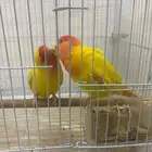 طيور روز للبيع