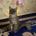 قطه شيرازي للتبني مجانا