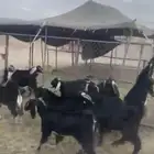 تيوس