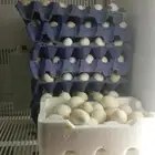 بيض بلدي طازج