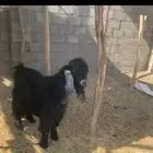 الخرمه