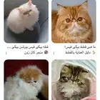 مطلوب تبني قطة صغيرونه