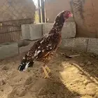 تم البيع