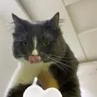 قط بيت اليف ولعوب