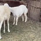 رخل عمرها 5 شهور وجرمها طيب وكبير ومقفله