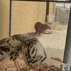 دجاجه وديك رومي