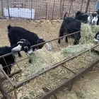 للبيع معزا بالفحل 6