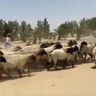 غنم نعيم مقاني طيبه للبيع
