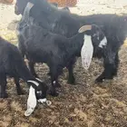 فحل عارضي