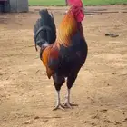 ديك فري عربي دم صافي