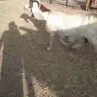 عنز للبيع